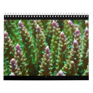 2012 Reef Serenity Calendar