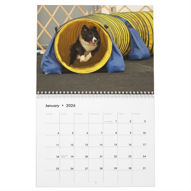 2013 Border Collie Agility Calendar (Jan 2026)