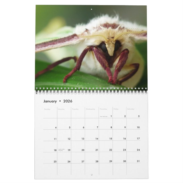 2013 BUGS "SPECIAL" CALENDAR BY MAYES | PHOTOS (Jan 2026)