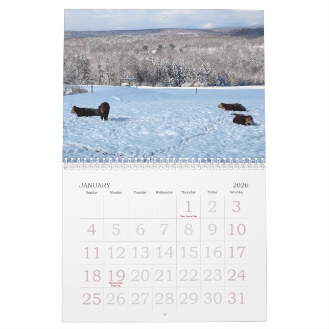 2013 Cow Calendar (Jan 2026)