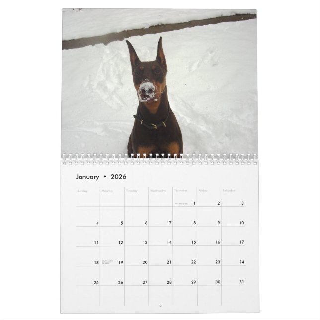2013 Doberman Calendar (Jan 2026)