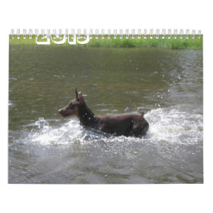2013 Doberman Calendar-revised Nov Calendar