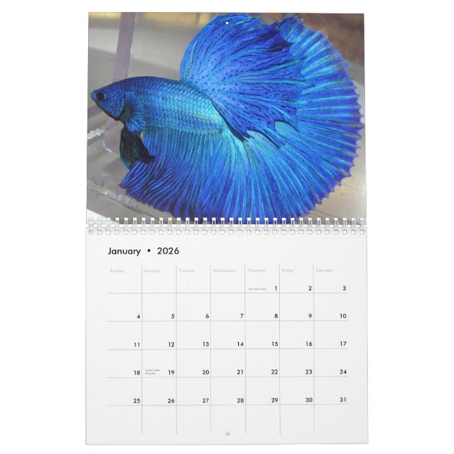 2014 Halfmoon Betta fish calendar (Jan 2026)