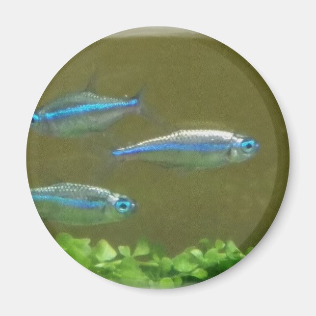 20160526_113326 MAGNET (Front)