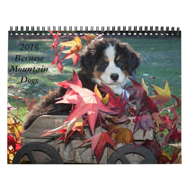 2016 Bernese Mountain Dog Calendar (Cover)