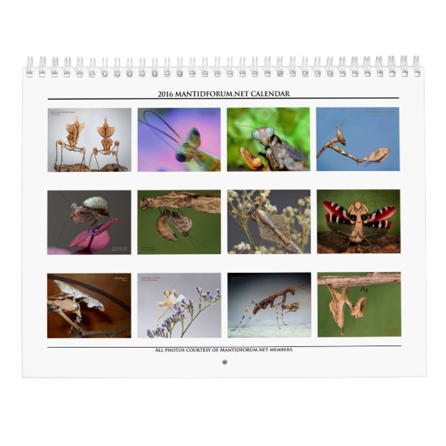 2016 Mantidforum High Resolution Wall Calendar (Back)