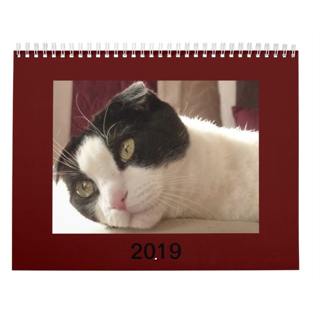 2019 Cat Calendar - Scottish Fold (Cover)
