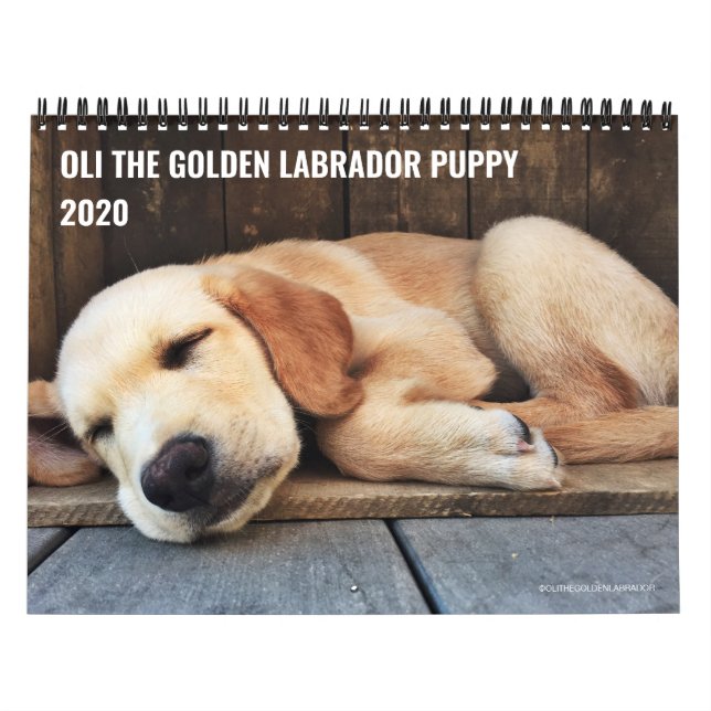 2020 Oli the Golden Labrador Puppy Calendar (Cover)