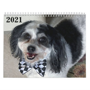2021 K-Cee II Zuchon Dog Calendar