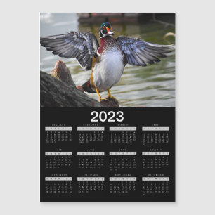 2023 Magnet Calendar Beautiful Wood Duck 