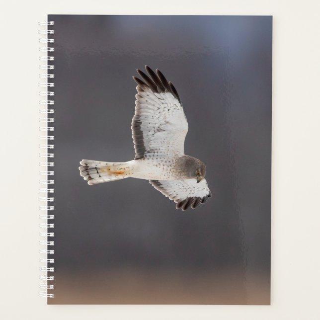 2024 Northern Harrier Hawk Planner (Front)