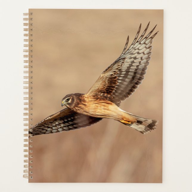 2024 Northern Harrier Hawk Planner (Front)
