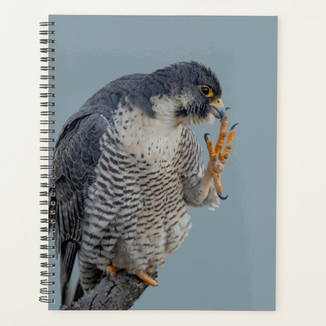 2024 Peregrine Falcon Planner (Front)