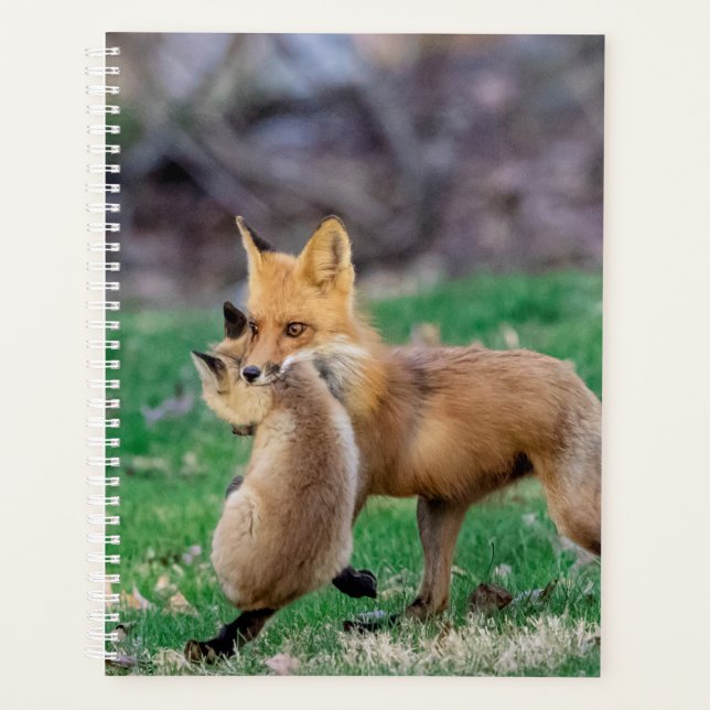 2024 Red Fox et Kit (Devant)