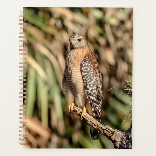 2024 Red Shouldered Hawk Planner (Front)