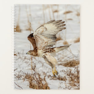 2024 Red-Tailed Hawk Planner