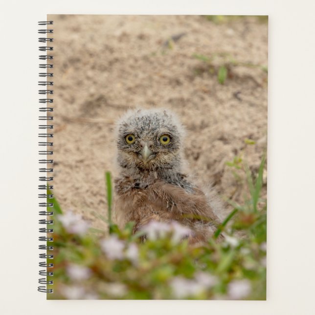 2024 Young Burrowing Owl Planner (Front)