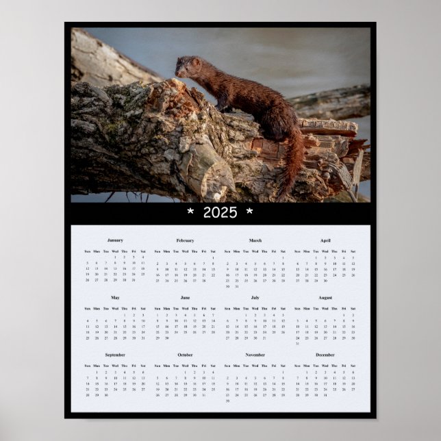 2025 American Mink Wall Calendar Poster (Front)