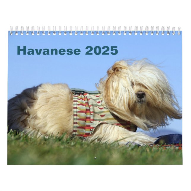 2025 Havanese Wall Calendar (Cover)