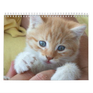 2025 Lovely Orange Cats  Calendar