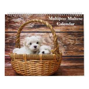 2025 Maltipoo Maltese Puppy Calendar
