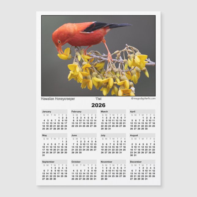 2026 5x7 Magnet Calendar Iiwi Hawaiian Bird (Front)
