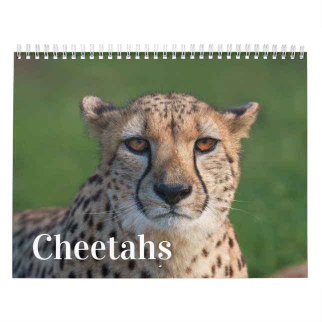 2026 Fast and the Beautiful: Cheetah Collection Calendar (Cover)