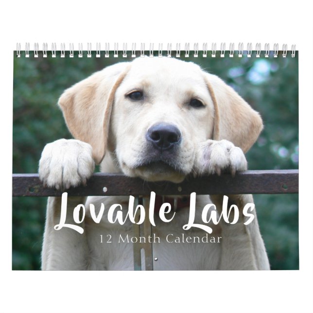 2026 Lovable Labrador Retriever Dog Calendar (Cover)
