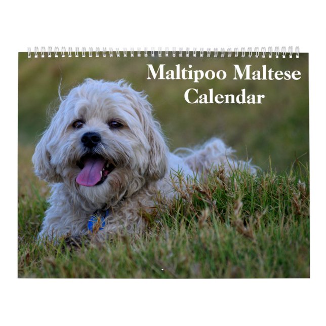 2026 Maltipoo Maltese Puppy Calendar (Cover)