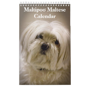 2026 Maltipoo Maltese Puppy Calendar