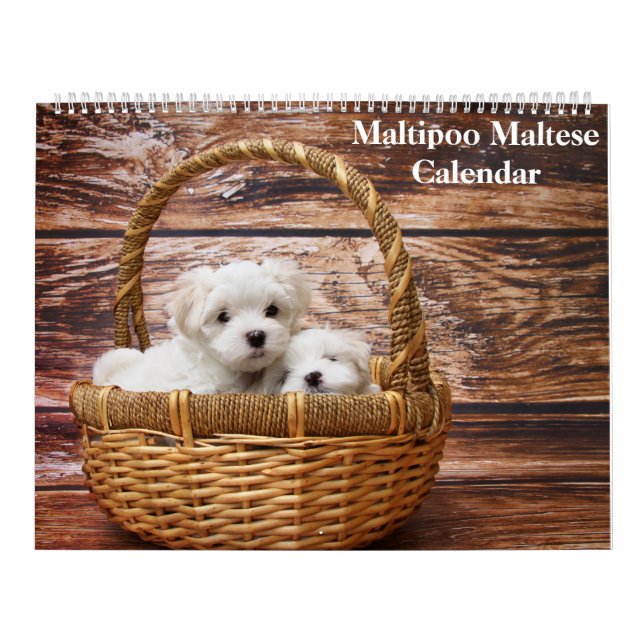 2026 Maltipoo Maltese Puppy Calendar (Cover)
