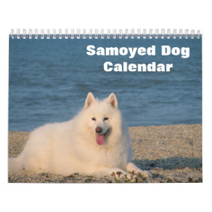2026 Samoyed Dog Calendar