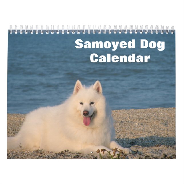 2026 Samoyed Dog Calendar (Cover)