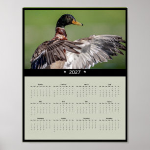 2027 Mallard Duck Wall Calendar - Wildlife Poster