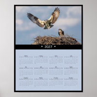 2027 Osprey Wall Calendar - Majestic Raptors