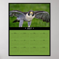 2027 Peregrine Falcon Wall Calendar