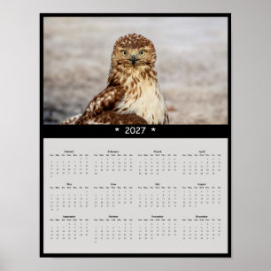 2027 Red-tailed Hawk Wall Calendar - Big Eyes Poster