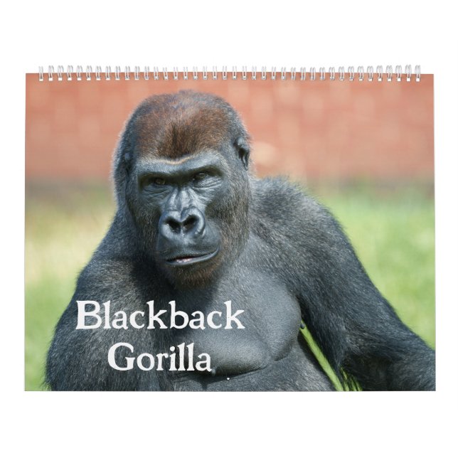 2027 Timeless Lope Blackback Gorilla Calendar (Cover)