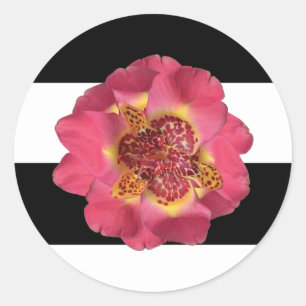 20 - 1.5  Envelope Seal Modern Stripe Black White