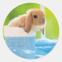 20_baby_animals (4) BABY BUNNY RABBIT blue greens