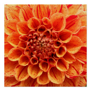 20"x20", Poster Paper (Semi-Gloss) Orange Flower