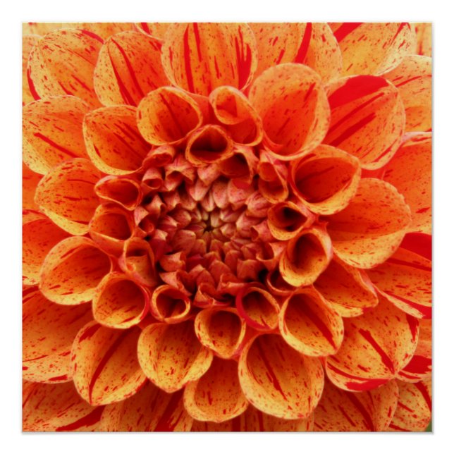 20"x20", Poster Paper (Semi-Gloss) Orange Flower (Front)