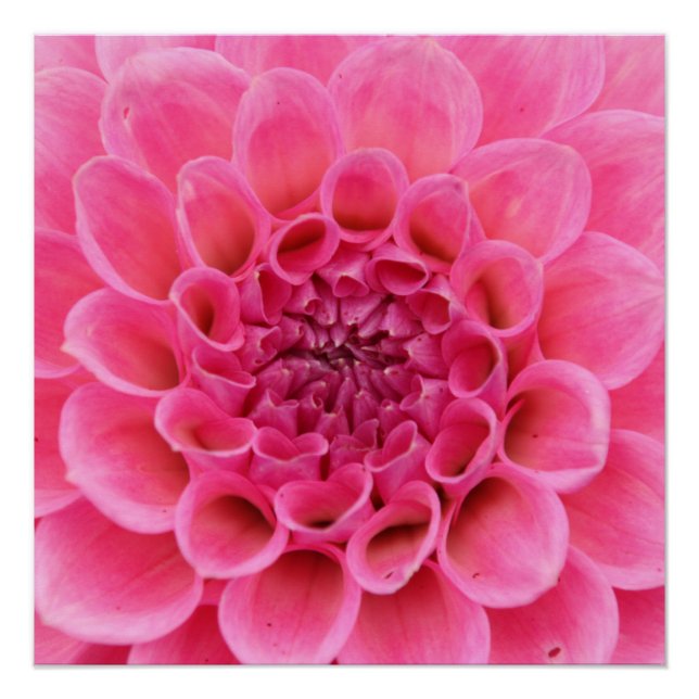 20"x20", Poster Paper (Semi-Gloss) Pink Flower (Front)
