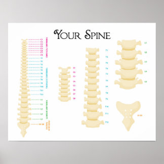 20" x 16", Spinal Column Poster