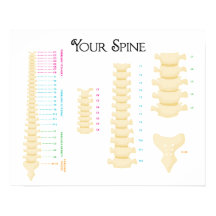 20" x 16", Spinal Column Poster