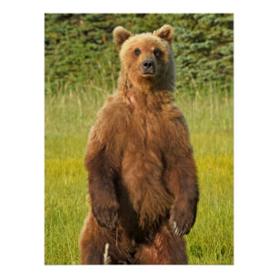 20" x 26.67" Glossy Poster of grizzly bear