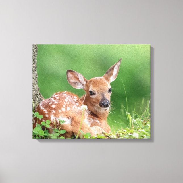 20x16 Adorable Fawn laying under a tree Canvas Print (Front)