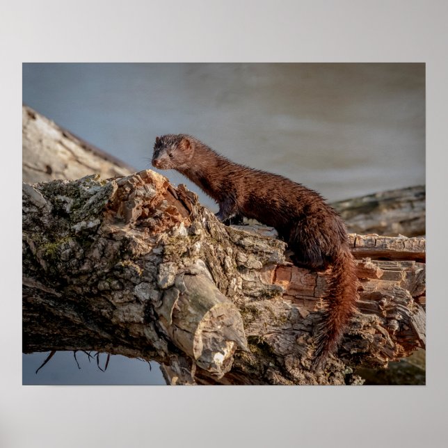 20x16 American Mink Poster (Front)