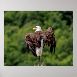 20x16 Bald Eagle on a branch Poster
