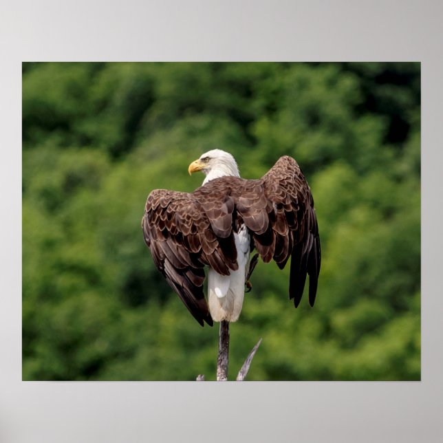20x16 Bald Eagle on a branch Poster (Front)